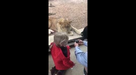 Lion wanted to eat my daughter