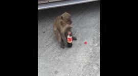 Monkey Coke Thief