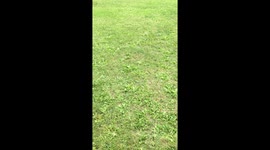 Australian Shepard vs Yoga Ball