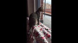Cat enjoying outside view