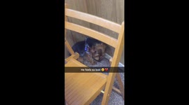 Cute dog feels guilty for pooping in the house