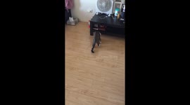 Cat playing time