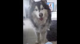 Husky makes hilarious Chewbacca-like growls in response to owner’s questions