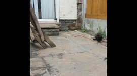 2 legged kittens hunting bugs