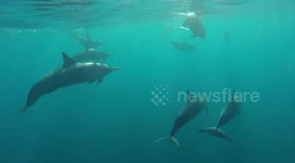 Incredible footage shows what it's like to swim with whales, dolphins and turtles