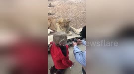 Newsflare Edit - Lion wanted to eat my daughter