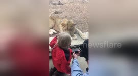 Lion tries to attack girl through glass