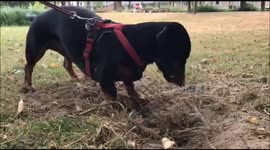 Digging Dachshund determined to get to the root of it