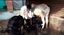 Cow helps out goat by feeding her kids with own milk