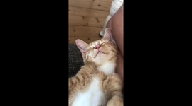 Cat dreaming of food
