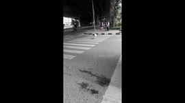 Clever dog using zebra crossing during rush hour traffic