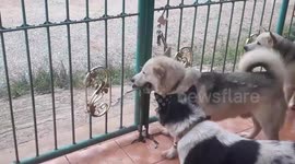 Clever pet husky opens gate in bid for freedom