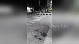 Newsflare Edit - Clever dog using zebra crossing during rush hour traffic