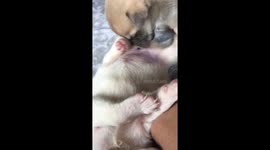 my puppies bromance!