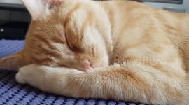 Beautiful ginger cat
