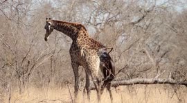 Tourists witness giraffe giving birth in the wild