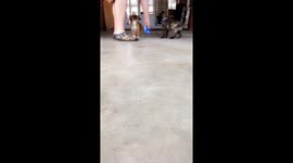 Cute doggy