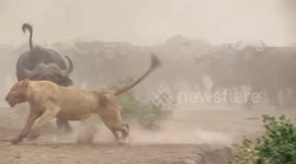 Fearless buffalo turns on lion hunting its herd