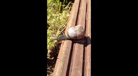 Larry the Suicidal Snail