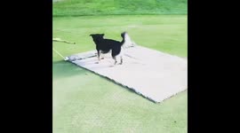 Puppy surfing on a mat
