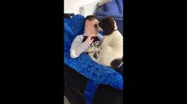 Springer Spaniel puppy high-fiving boy