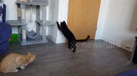 Laser pen cats