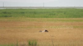 Coyote channels his inner kangeroo - jump jump jump - bouncing through the marsh