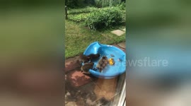 Mama raccoon and her babies cool off in paddling pool