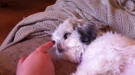 Adorable puppy hates but tolerates nose boops