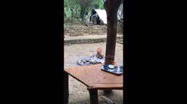 Camp fire preparation by dog