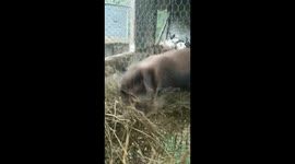 Gathering Hay