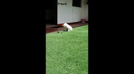 a dog, three hummingbirds following a blue butterfly and a drone in the same shot in slow motion