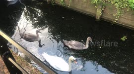 Family of Swans