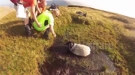 Sheep rescued from a bog in Ireland