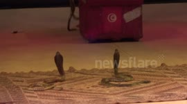 Tunisian snake charmer