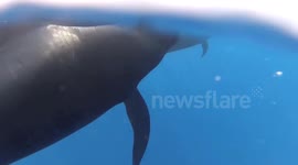 Close up Pilot whale