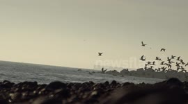 Beach Seagulls at Dusk in Brighton UK