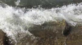 Salmon run in Shiraoi,Hokkaido,Japan