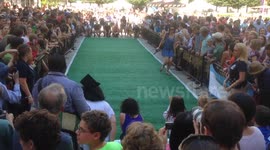 Washington DC Running of the Dachshund Wieners - Wiener Dog Charity Race