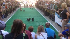 Running of the Dachshund Wieners - Wiener Dog Race for Charity