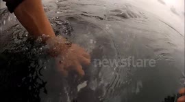I kissed a grey whale