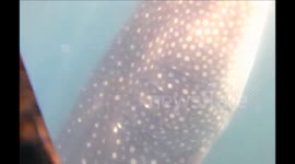 Swim with a whale shark in La Paz, BCS, Mexico