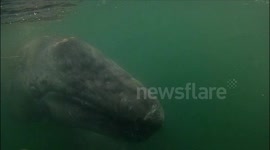 Friendly grey whales in Laguna de San Ignacio