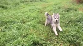 Klee Kai Puppy Running in Slow Motion