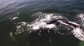 Humpback whales swim alongside tourist boat