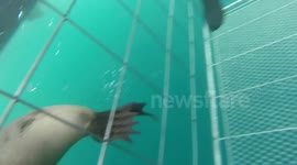Seal surprises divers in a shark cage