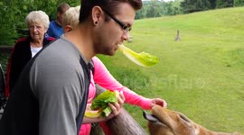 Brad and Giraffe share a meal
