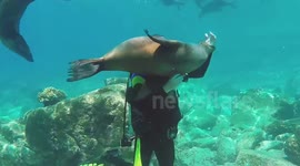 Sea Lion Attacks Diver