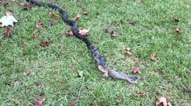 Black Eastern Rat Snake Eating a Squirrel edited
