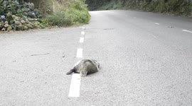 1000s of badgers are killed on our roads by cars why cull these animals